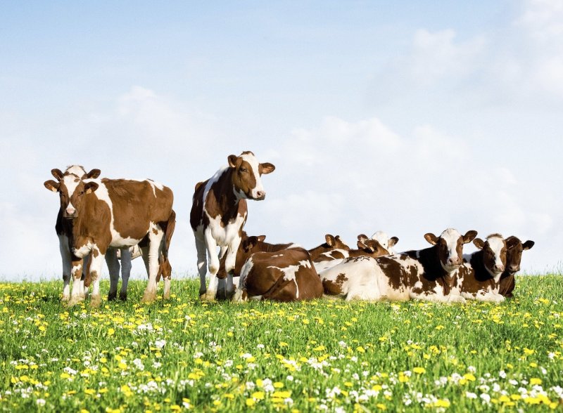 Сельское хозяйство коровы