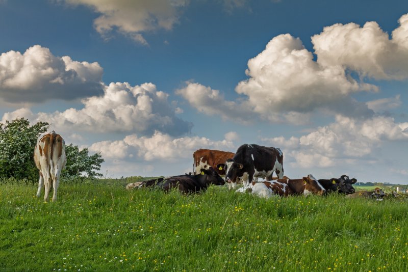 Стадо коров в поле