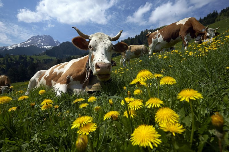 Швейцария коровы Луга