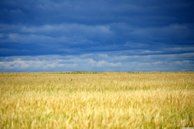 Пшеница и голубое небо