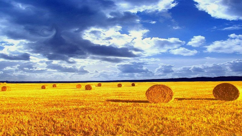 Украинское пшеничное поле