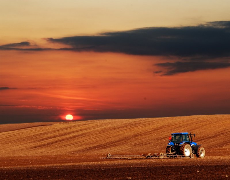 Пшеничное поле трактор