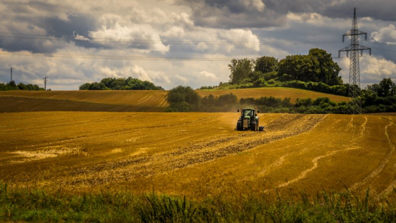 Пшеничное поле трактор