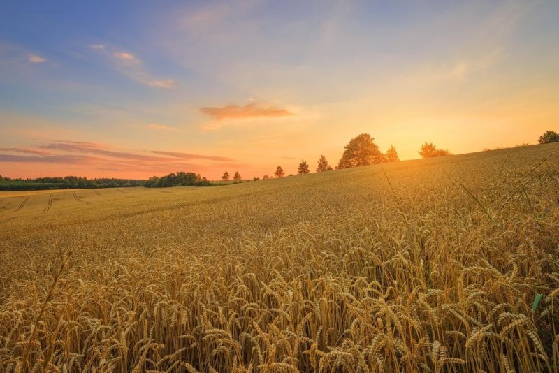 Переславль Залесский поле пшеницы