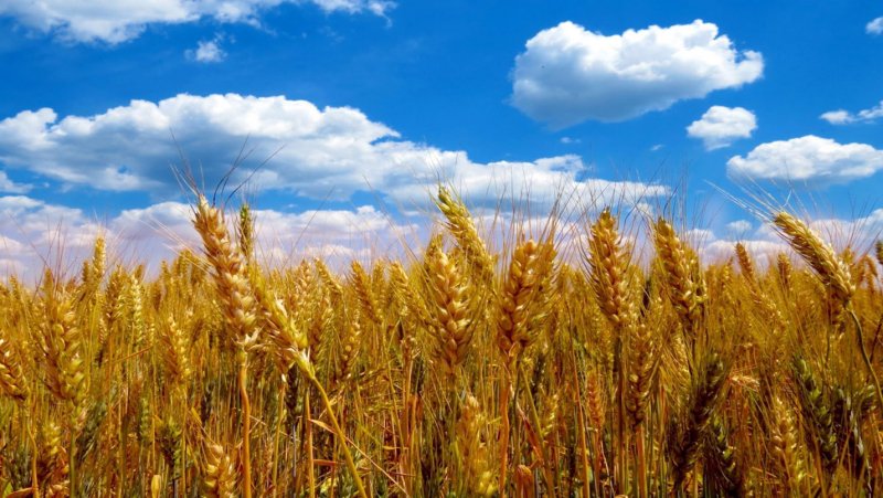 Агнес денес пшеничное поле