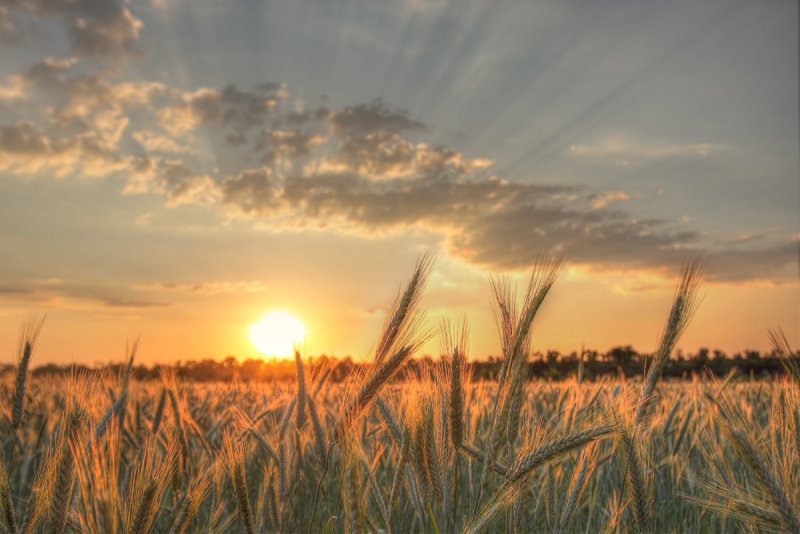 Пшеничное поле фото