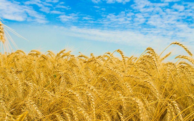 Пшеничные поля Гуково