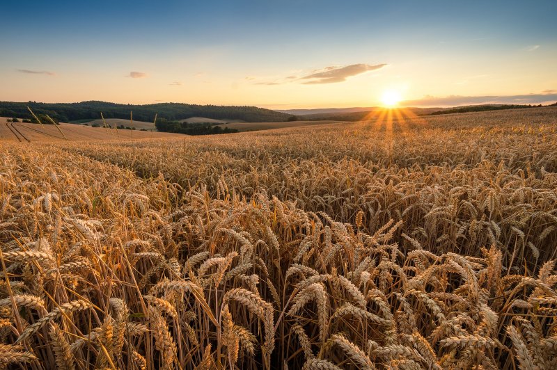 Чехия Браумов пшеничные поля
