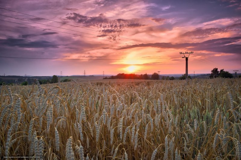 Осеннее поле пшеницы