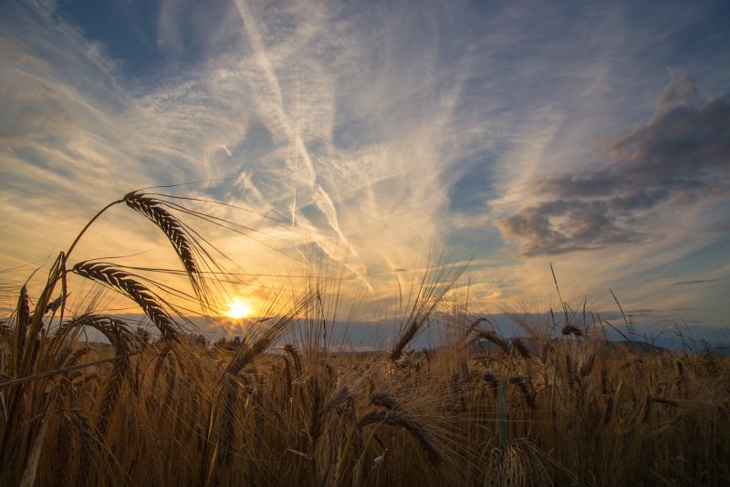 Пшеничное поле в конце лета