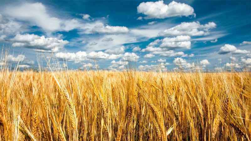 Золотая Нива пшеница