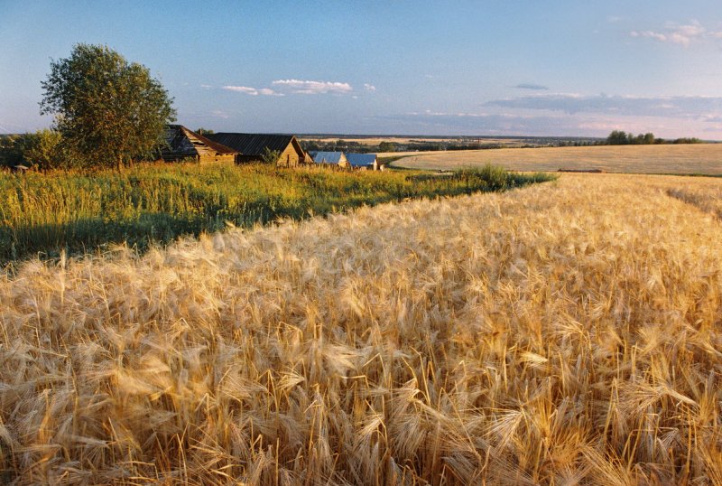 Рожь пшеница сенокос, деревня