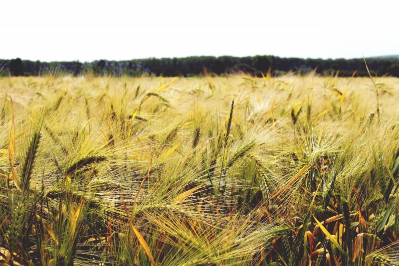 Хозяйство Испании пшеница ячмень