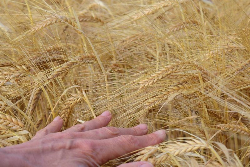 Уборка урожая Яровой пшеницы