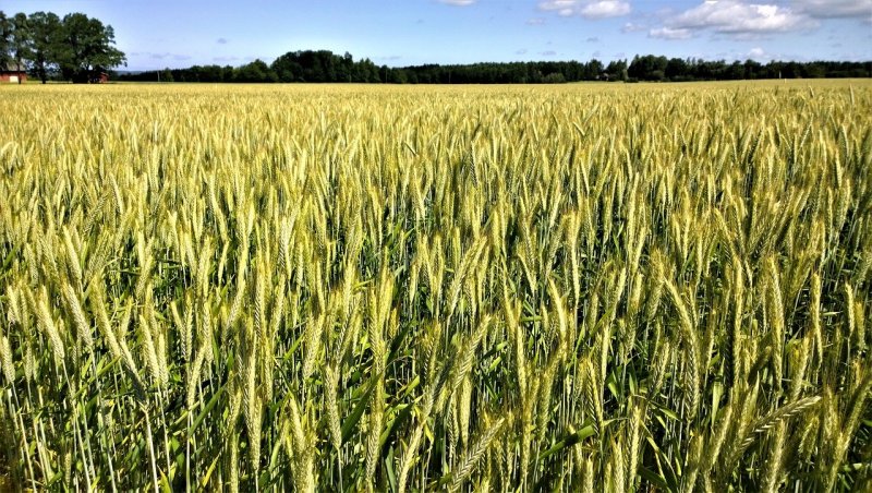 Яровая пшеница Торидон