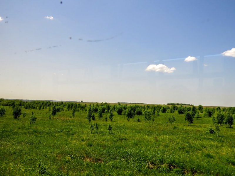 Заросшие поля сосной Курской области