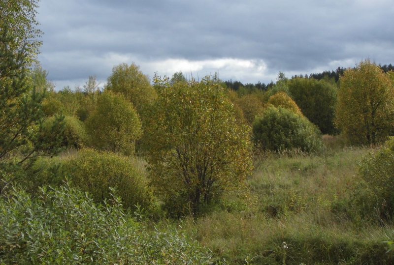 Заросшие поля в Тверской области
