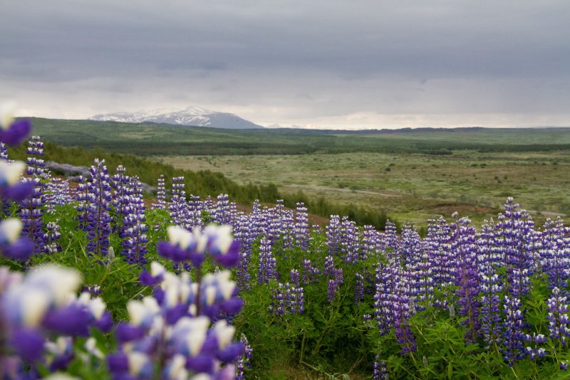 Исландия Люпиновые поля