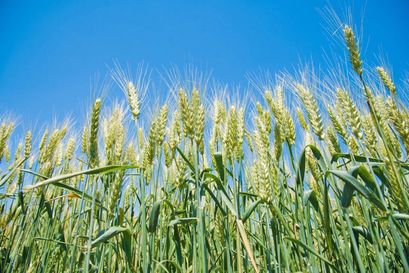 Всходы Яровой пшеницы