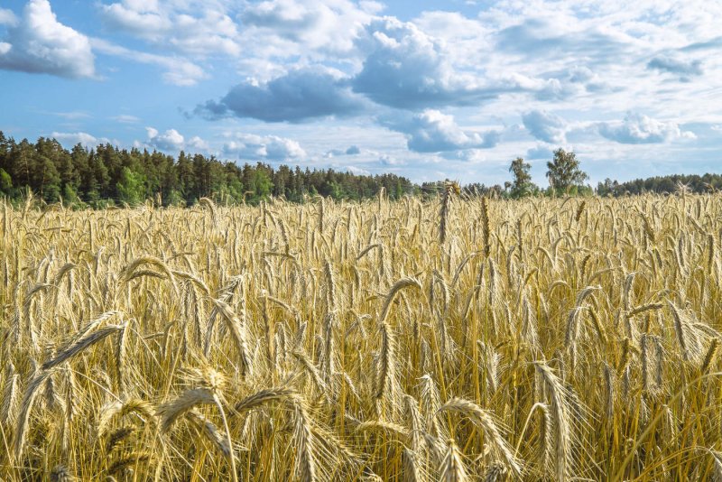 Пшеничные поля Рязань