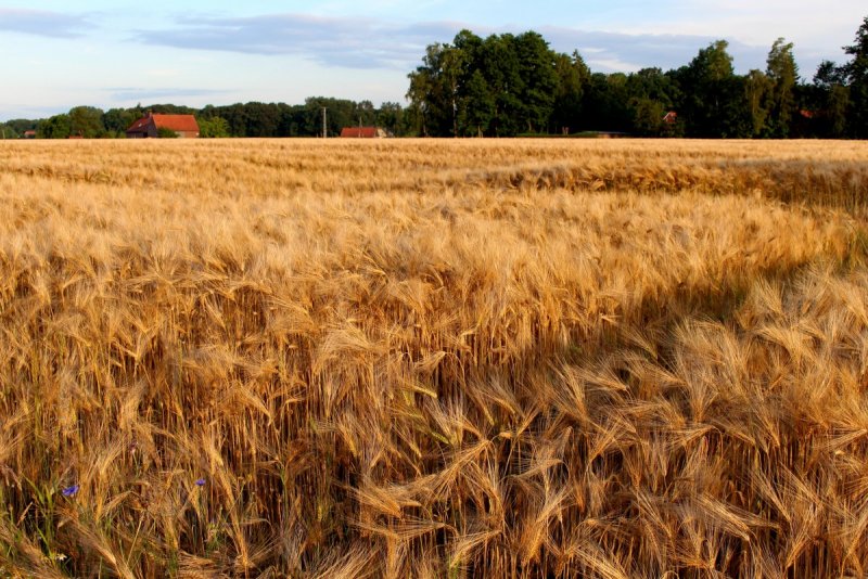 Сельское хозяйство Эстонии ячмень рожь пшеница