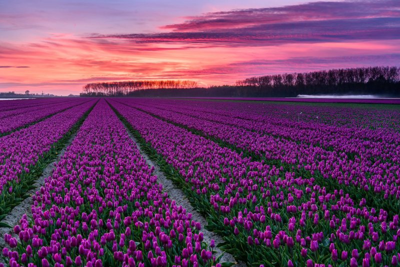 Плантации тюльпанов в Голландии