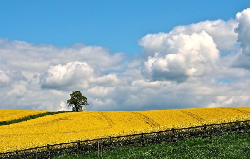 Желтое поле холмы