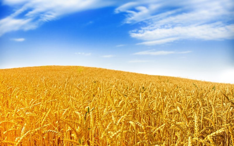 Золотое поле пшеницы
