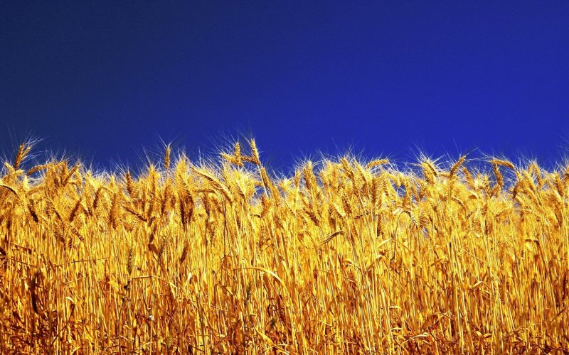 Золотое поле пшеницы Ракитное