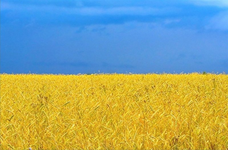 Поле пшеницы флаг Украины