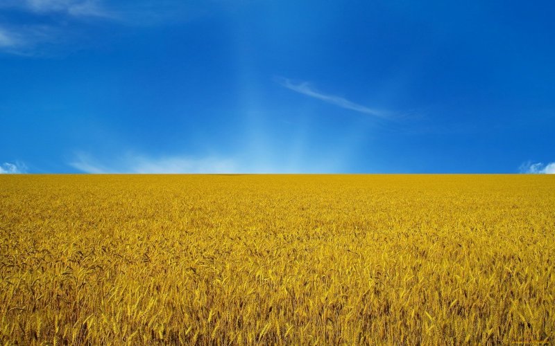 Желтое поле голубое небо