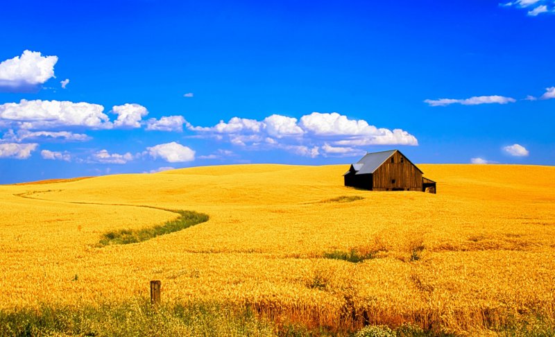 Пшеничное поле Украина