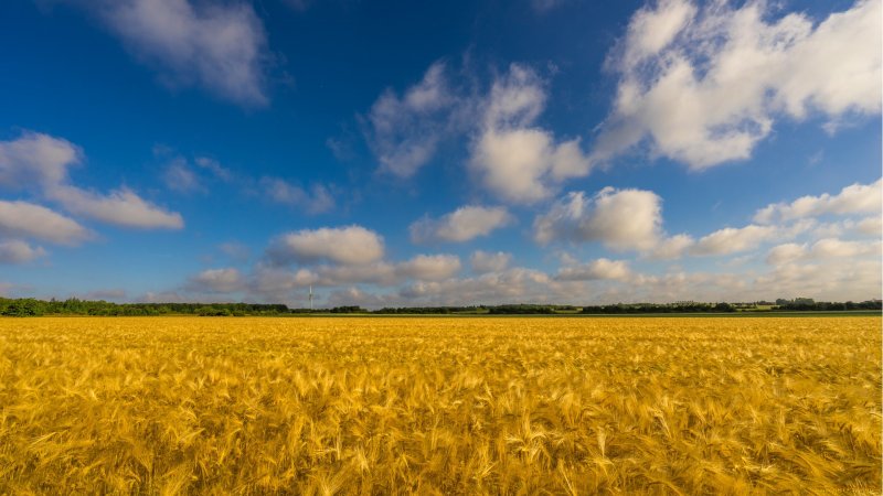 Пшеничное поле Ставрополья