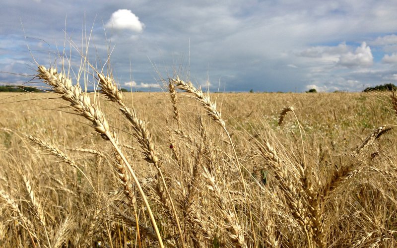 Пшеница бурятская остистая