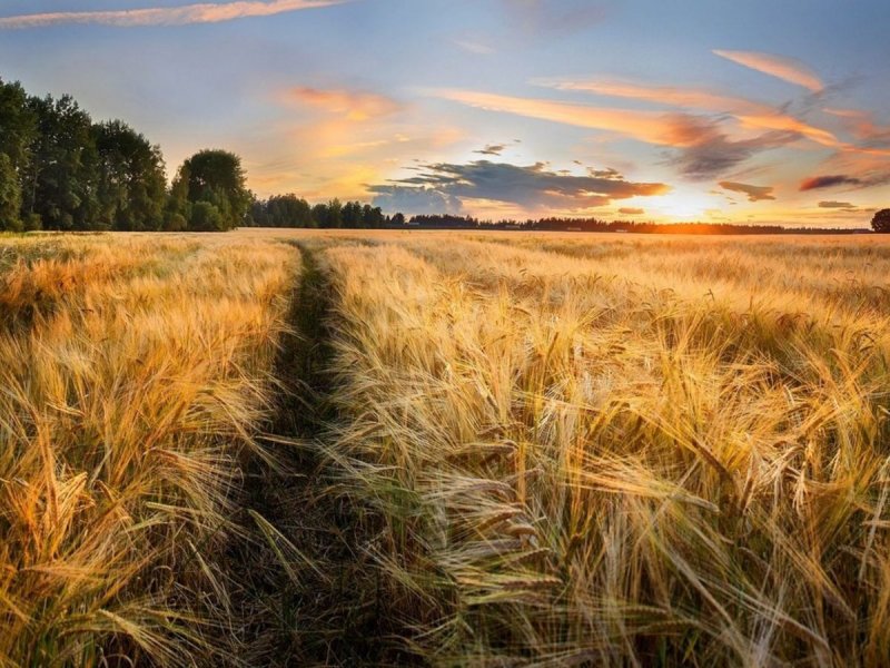 Сельское хозяйство России невспаханное поле ржи
