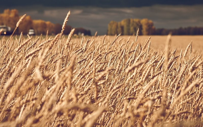 Пшеница в степи