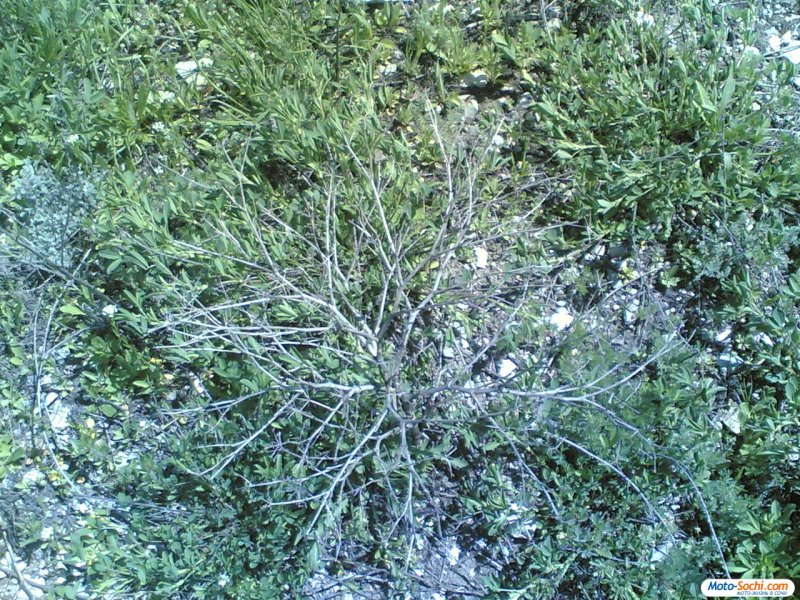 Перекати-поле растение цветет