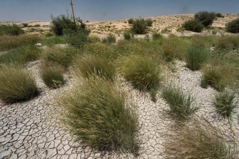 Эфемерно полынные пустыни растения