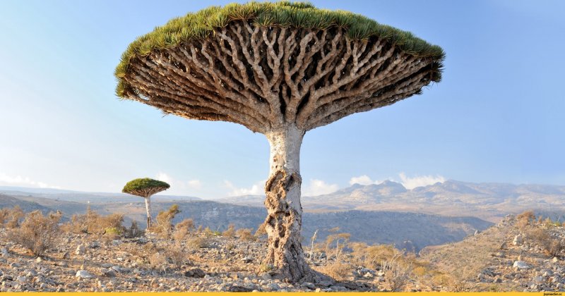 Socotra Yemen the most Alien looking place