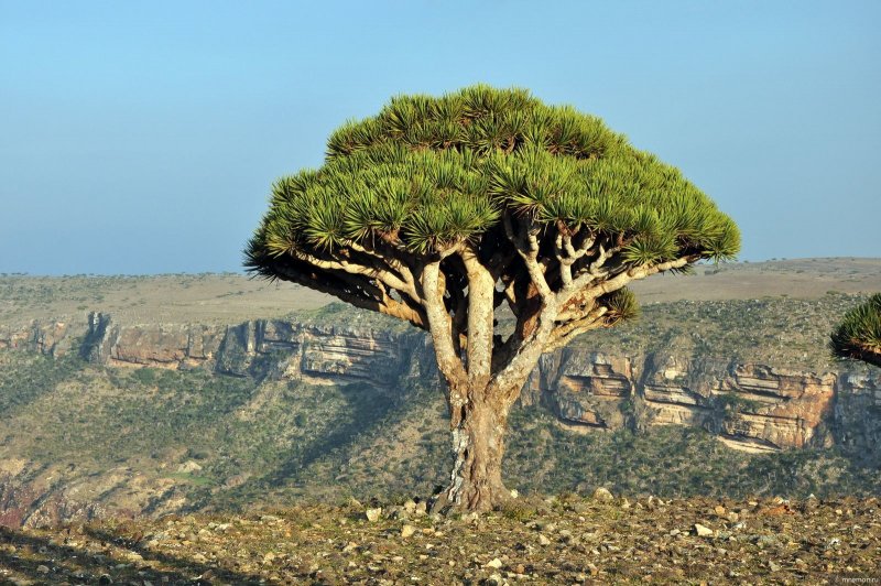 Деревья субэкваториального климата Сокотра