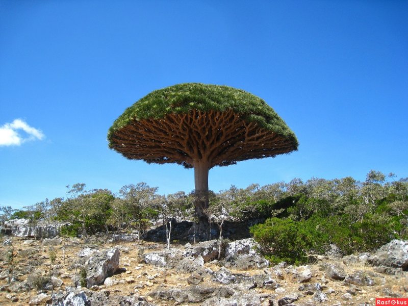 Драконовые деревья на острове Сокотра