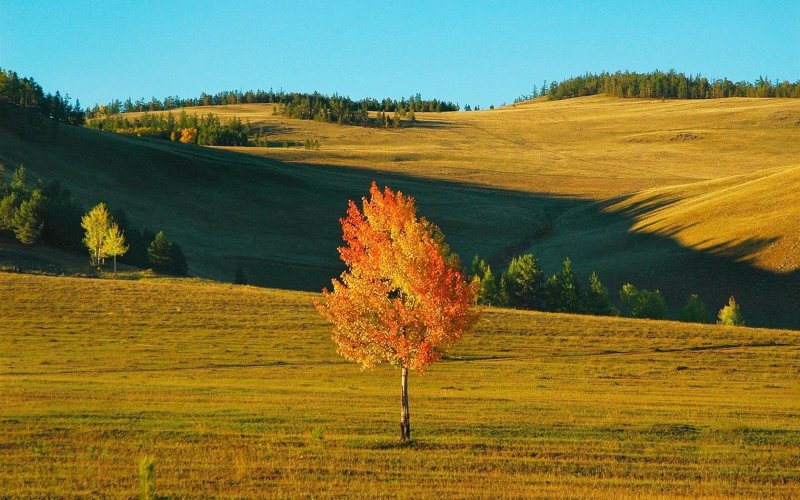Осень Сибирь поле