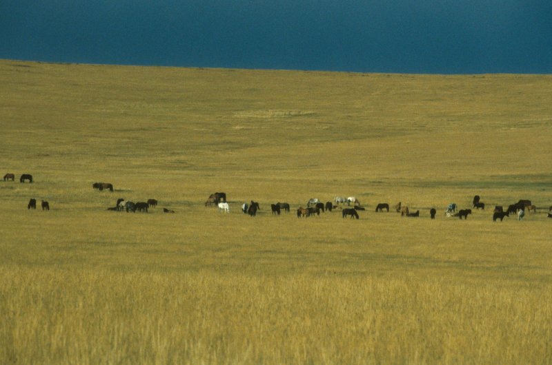 Лесостепь Монголии