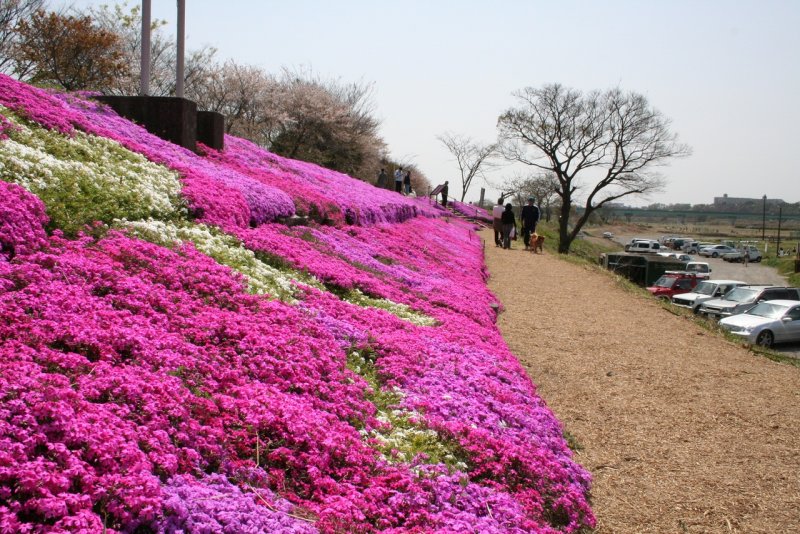 Япония сады Хицужияма