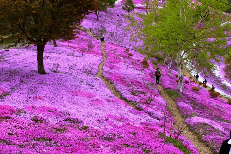 Цветение шиловидного флокса в Японии
