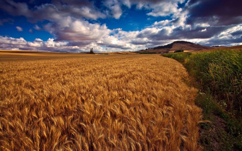 Зеленое поле пшеницы