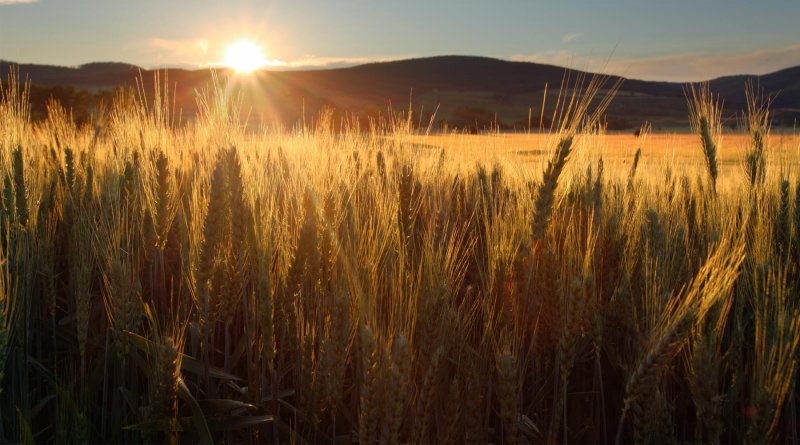 Пшеничные поля Приднестровье