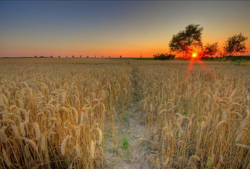 Пшеничное поле Украина