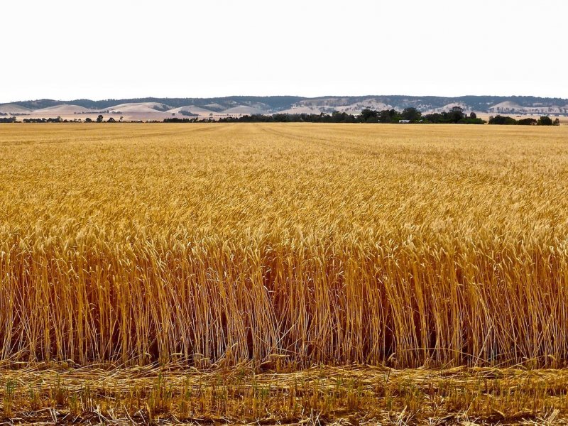 Ростовская область хлебные поля