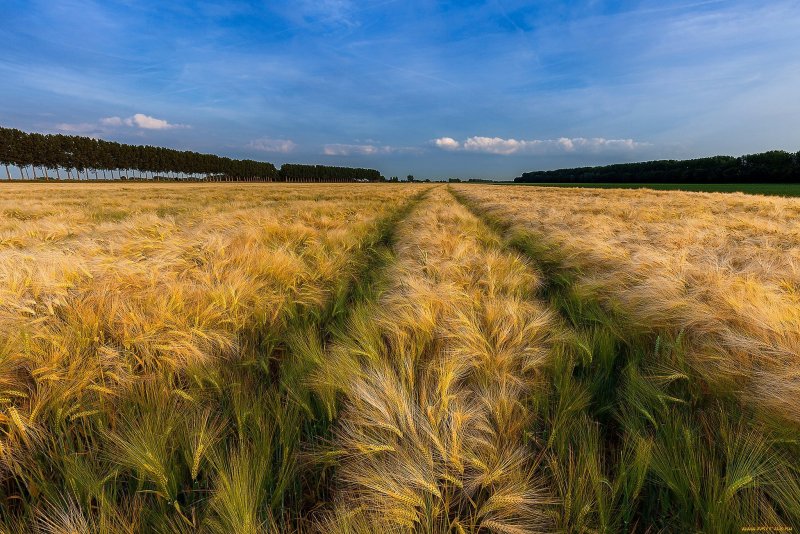 Россия поля пшеницы